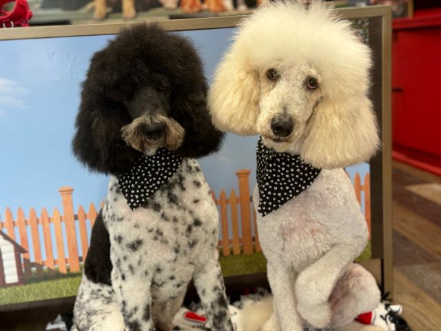 Poodle Pet Groom